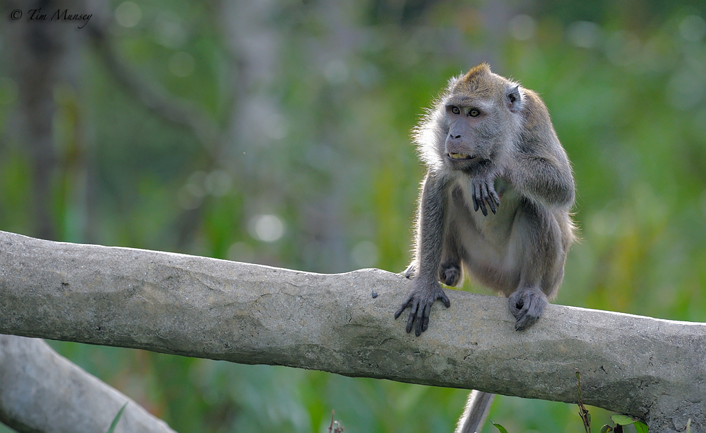 Longtailed Macaque